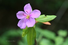 Melastoma malabathricum